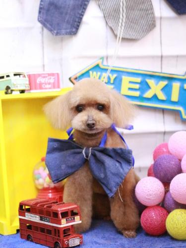 20230425あんずちゃん